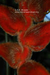 Heliconia vellerigera 'Zamora Giant' (closeup)